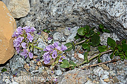 Kriechendes Täschelkraut (Thlaspi rotundifolium) (07.2021, C199785)
