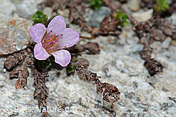 Gegenblättriger Steinbrech (Saxifraga oppositifolia) (07.2021, C199791)