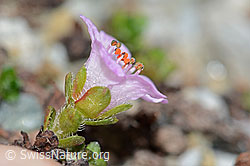 Gegenblättriger Steinbrech (Saxifraga oppositifolia) (07.2021, C199795)