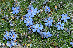 Himmelsherold (Eritrichium nanum) (C202072)