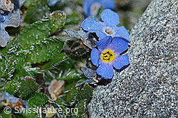 Himmelsherold (Eritrichium nanum) (C202074)