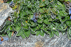 Himmelsherold (Eritrichium nanum) (C202076)