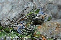 Himmelsherold (Eritrichium nanum) (C202077)