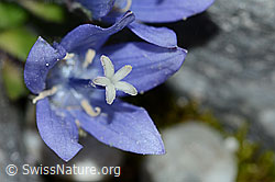 Mont Cenis-Glockenblume (Campanula cenisia) (C202090) Mont Cenis-Glockenblume (Campanula cenisia) (C202090)