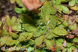 Séguiers Steinbrech (Saxifraga seguieri) (C202106)