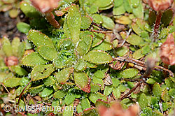 Séguiers Steinbrech (Saxifraga seguieri) (C202110)