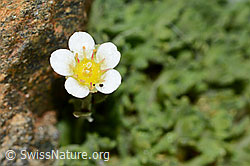 C202116: Gefurchter Steinbrech (Saxifraga exarata)