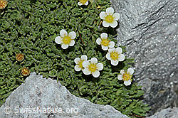 C202118: Gefurchter Steinbrech (Saxifraga exarata)