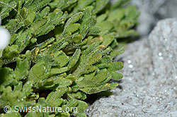 C202119: Gefurchter Steinbrech (Saxifraga exarata)
