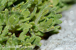 C202120: Gefurchter Steinbrech (Saxifraga exarata)