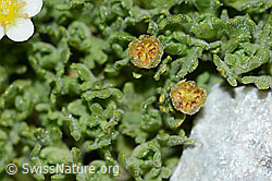 C202123: Gefurchter Steinbrech (Saxifraga exarata)