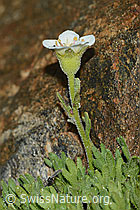 C202129: Gefurchter Steinbrech (Saxifraga exarata)