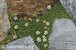 C202133: Gefurchter Steinbrech (Saxifraga exarata)