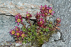 Zweiblütiger Steinbrech (Saxifraga biflora) (C202255)