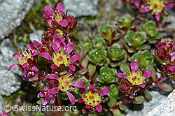 Zweiblütiger Steinbrech (Saxifraga biflora) (C202258)