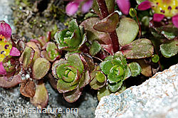 Zweiblütiger Steinbrech (Saxifraga biflora) (C202261)
