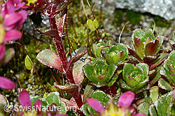 Zweiblütiger Steinbrech (Saxifraga biflora) (C202263)