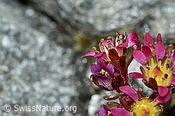 Zweiblütiger Steinbrech (Saxifraga biflora) (C202264)