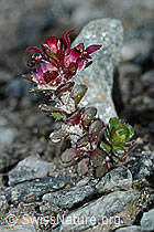 Zweiblütiger Steinbrech (Saxifraga biflora) (C202304)