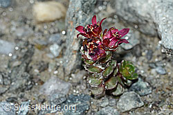 Zweiblütiger Steinbrech (Saxifraga biflora) (C202307)