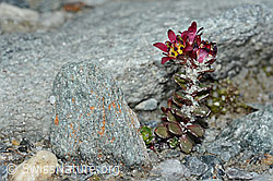 Zweiblütiger Steinbrech (Saxifraga biflora) (C202312)