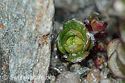 Zweiblütiger Steinbrech (Saxifraga biflora) (C202314)