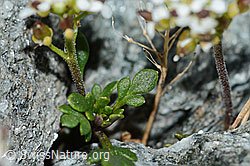 Kurzstängelige Gämskresse (Pritzelago alpina ssp. brevicaulis) (C202325)