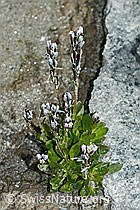 Arabis caerulea (C202329)
