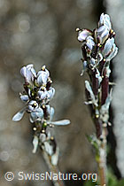 Arabis caerulea (C202330)