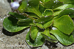 Arabis caerulea (C202331)