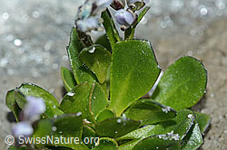 Arabis caerulea (C202332)
