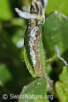 Arabis caerulea (C202334)