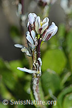 Arabis caerulea (C202335)