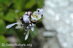 Arabis caerulea (C202336)
