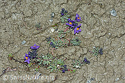 Alpen-Leinkraut (Linaria alpina) (C202341)