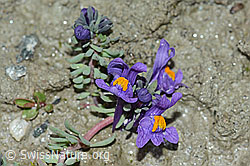 Alpen-Leinkraut (Linaria alpina) (C202342)