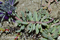 Alpen-Leinkraut (Linaria alpina) (C202343)