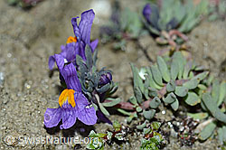 Alpen-Leinkraut (Linaria alpina) (C202345)