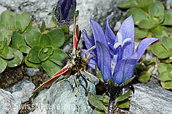 Alpen-Widderchen (Zygaena exulans) an Mont Cenis-Glockenblume (Campanula cenisia) (C202388)
