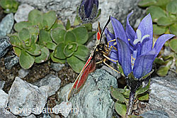 Alpen-Widderchen (Zygaena exulans) auf Kalk-Polsternelke (Silene acaulis)