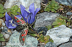 Alpen-Widderchen (Zygaena exulans) an Mont Cenis-Glockenblume (Campanula cenisia) (C202390)