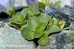 Mont Cenis-Glockenblume (Campanula cenisia) (C202437)