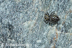 Attulus longipes (Springspinne) (08.2021, C202463)