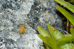 C202477: Luzernefloh (Sminthurus viridis)