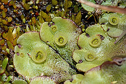 Berg-Brunnenlebermoos (Marchantia polymorpha subsp. montivagans) (C202527)