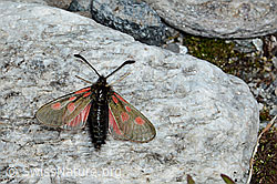 Alpen-Widderchen (Zygaena exulans) (C202550)