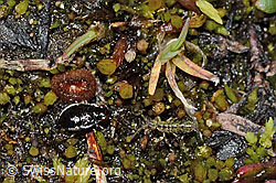 Micracanthia fennica (Uferwanze) (08.2021, C202553)
