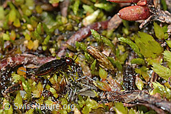 Micracanthia fennica (Uferwanze) (08.2021, C202572)