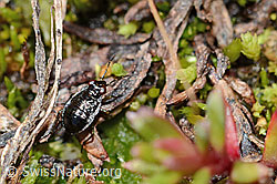 Micracanthia fennica (Uferwanze) (C202577)