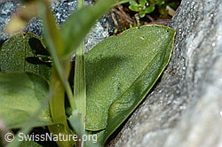 Grüne Hohlzunge (Coeloglossum viride) (C202583)